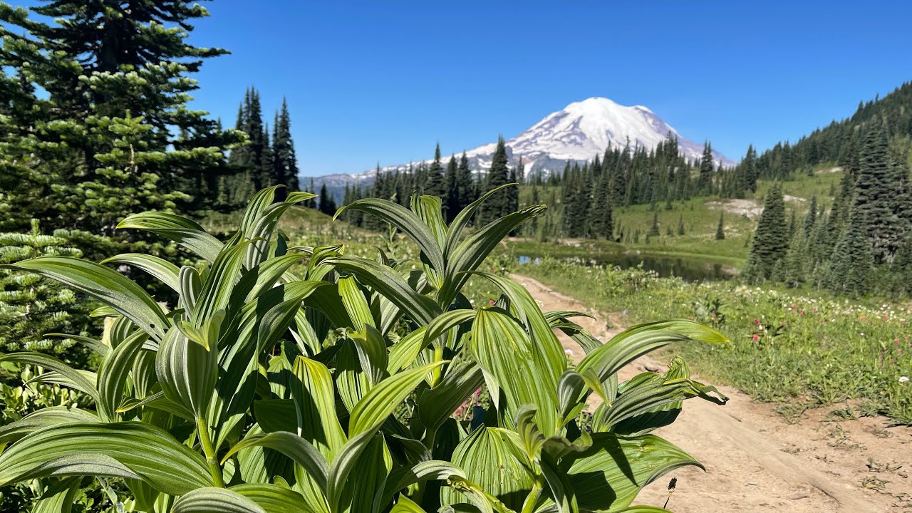 Hiking the Naches Peak Loop trail #mtrainier #hiking