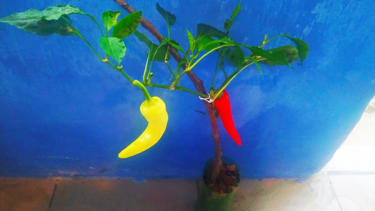 Como plantar pimenta na garrafa pet