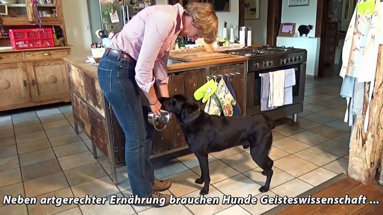 Degenerhof - Hundeschule