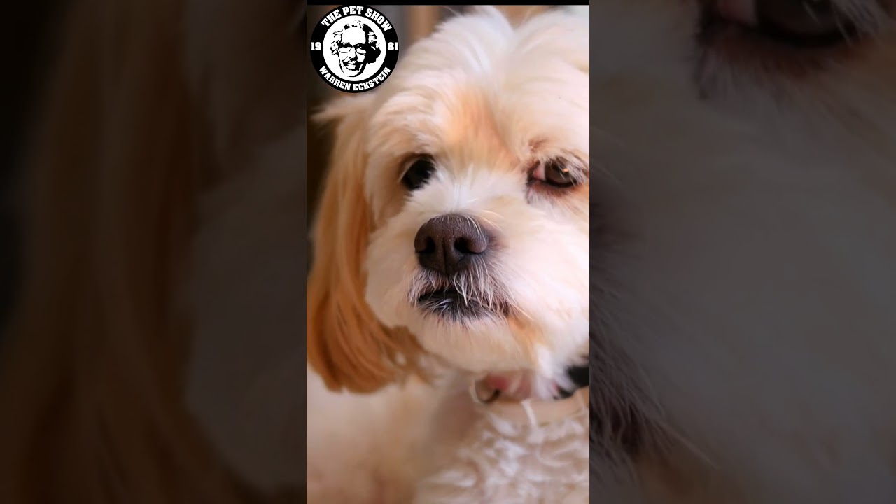What is Separation Anxiety?  #pettips #animalbehaviorist #dog
