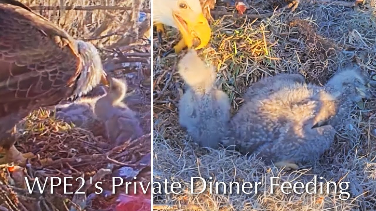 #100🦅🐥18°🐥13°／Winter Park Eagle Nest 2026／Against All Odds:One-Eyed Mom／by Winter Park Eagle Cam