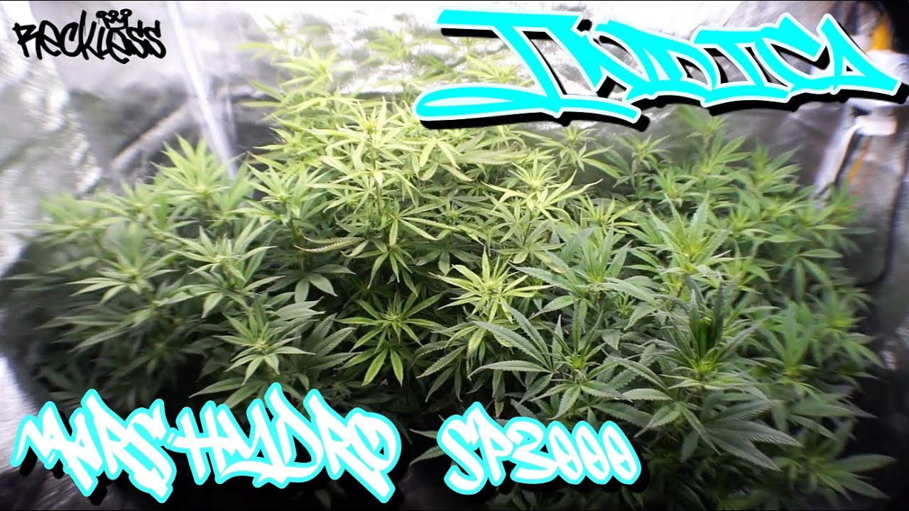Mars Hydro Sp3000 Update #3 Alien Aphrodisiac and Raptors OG - Grow Diary - Heavy Hitting Indica