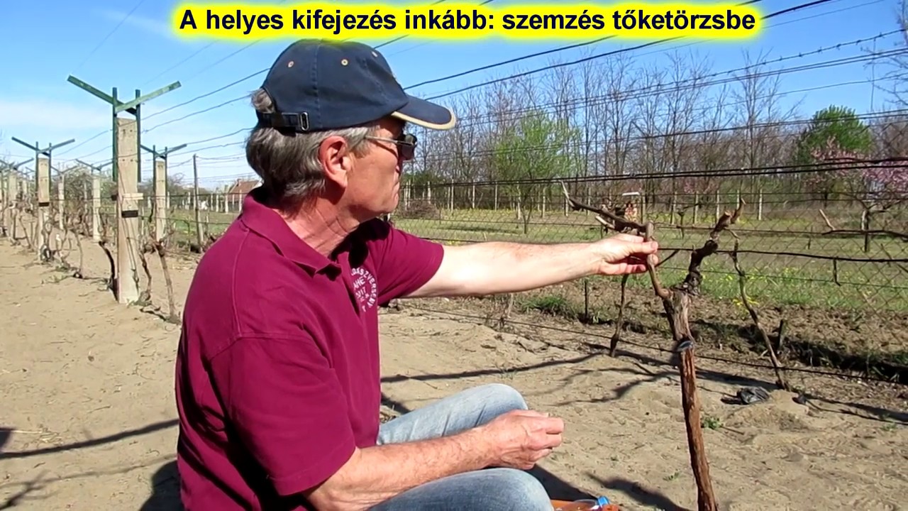 A szőlő fásoltása  - szemzések törzsbe