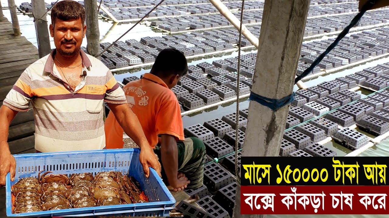 কাঁকড়া চাষ করে মাসে ১৫০০০০ টাকা আয় - চাষ পদ্ধতি আয় ব্যয় - সহজ পদ্ধতিতে কাঁকড়া চাষ - Crab Farming