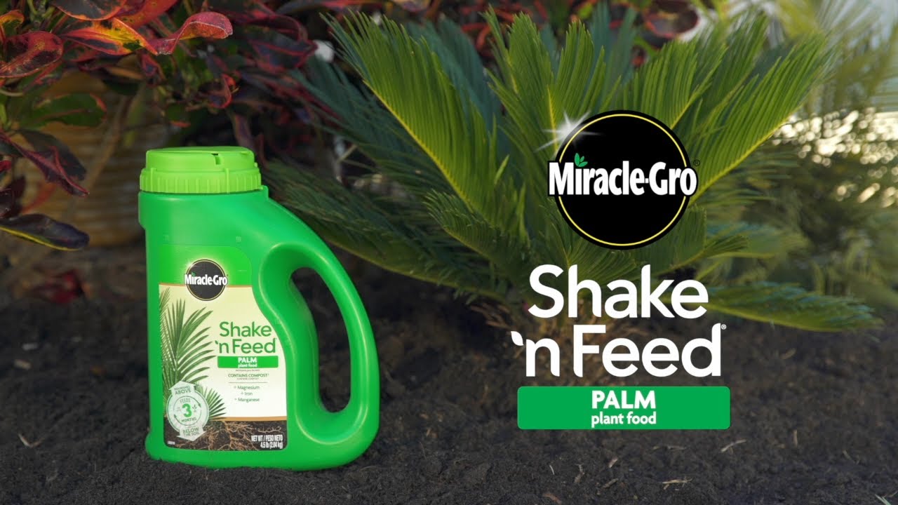 How to Use Miracle-Gro&reg; Shake 'n Feed&reg; Palm Plant Food