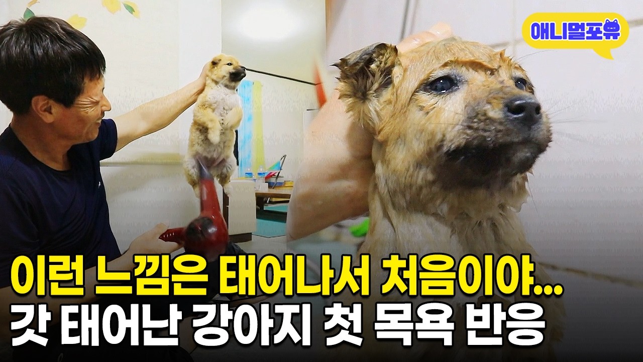 엄마 이게 모예요…? 첫 목욕한 아기 강아지의 귀여운 반응ㅋㅋㅋㅣKBS 동물극장 단짝 220325 방송