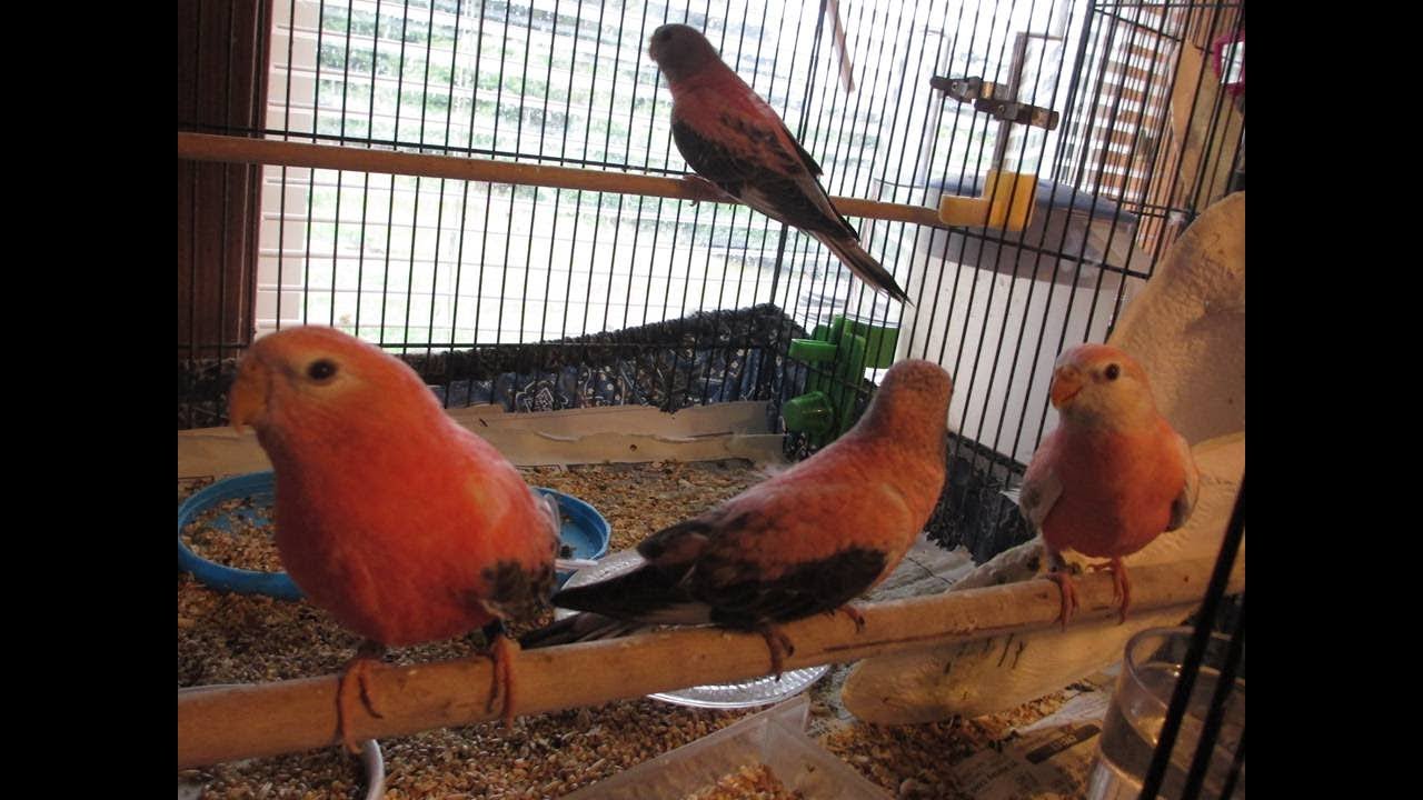 Bourke Parakeet Babies Nearly Weaned, 12 Tame Youngsters