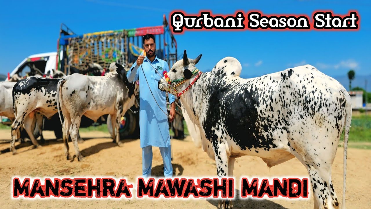 Mansehra Mawashi Mandi - Desi & Panjabi Bulls Price Update - Qurbani Season 2025 with SKTV27