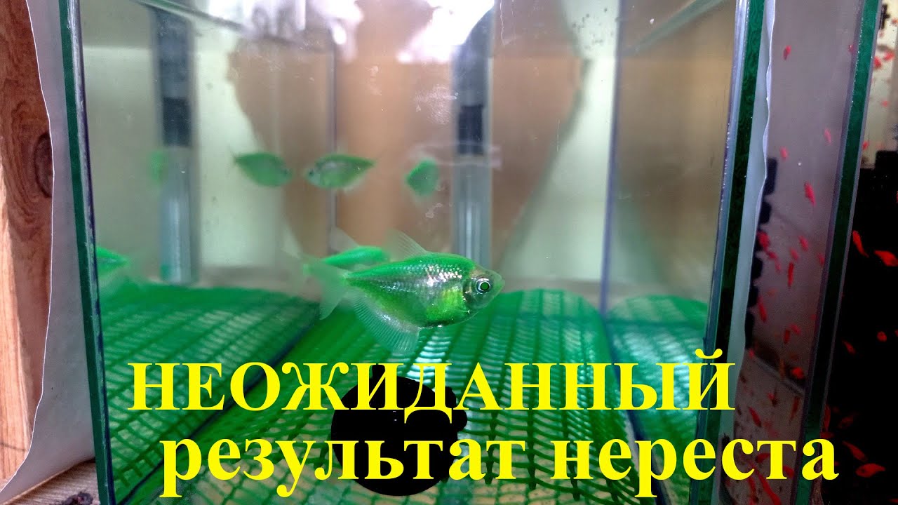 Тернеция глофиш размножение Нерест тернеции Разведение тернеции глофиш