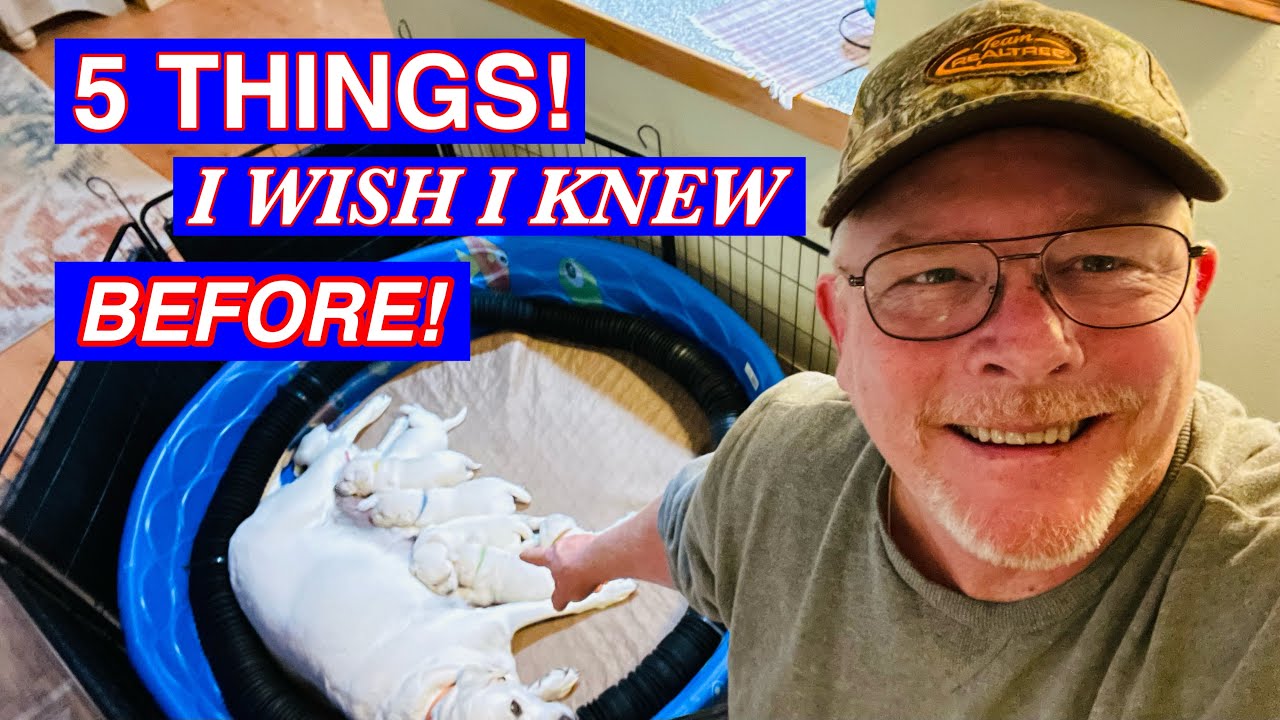 How To Dog Breeding, 5 Tips For Beginners! - DIY