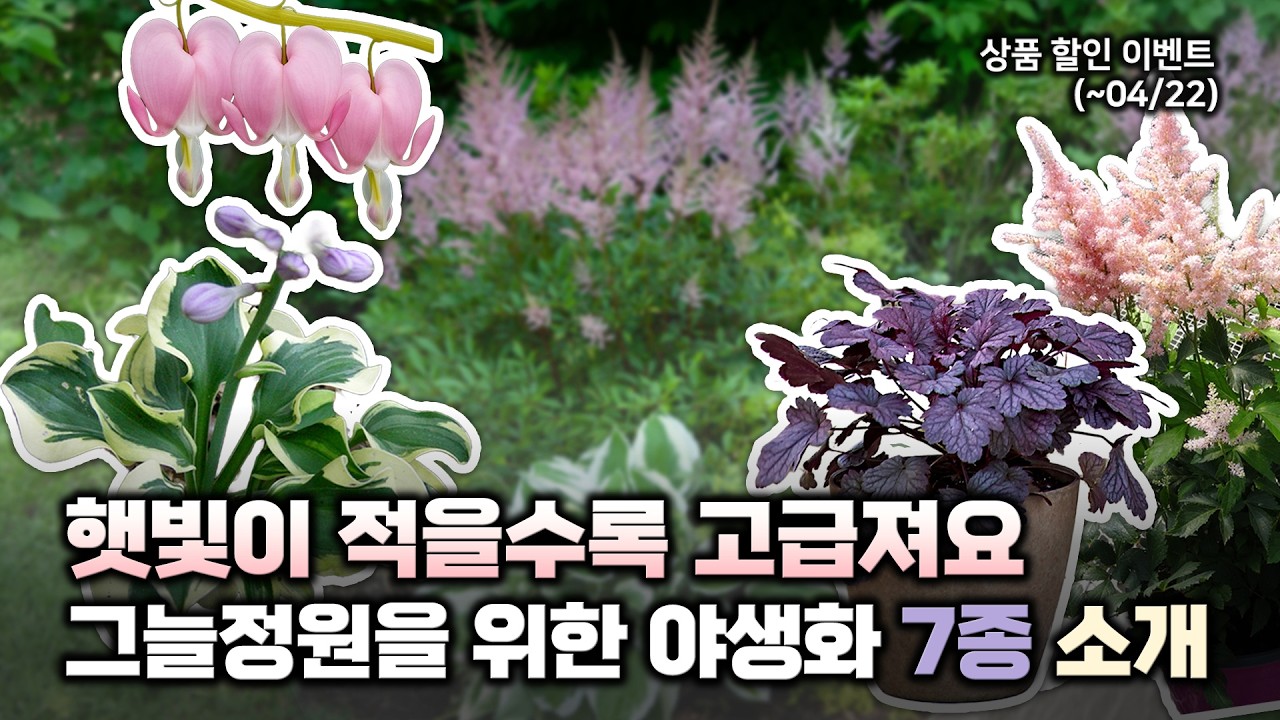 빛이 적을수록 더 고급스럽게 🍃그늘진 정원을 우아하게 만들어주는 야생화 7종 할인 및 소개🩷