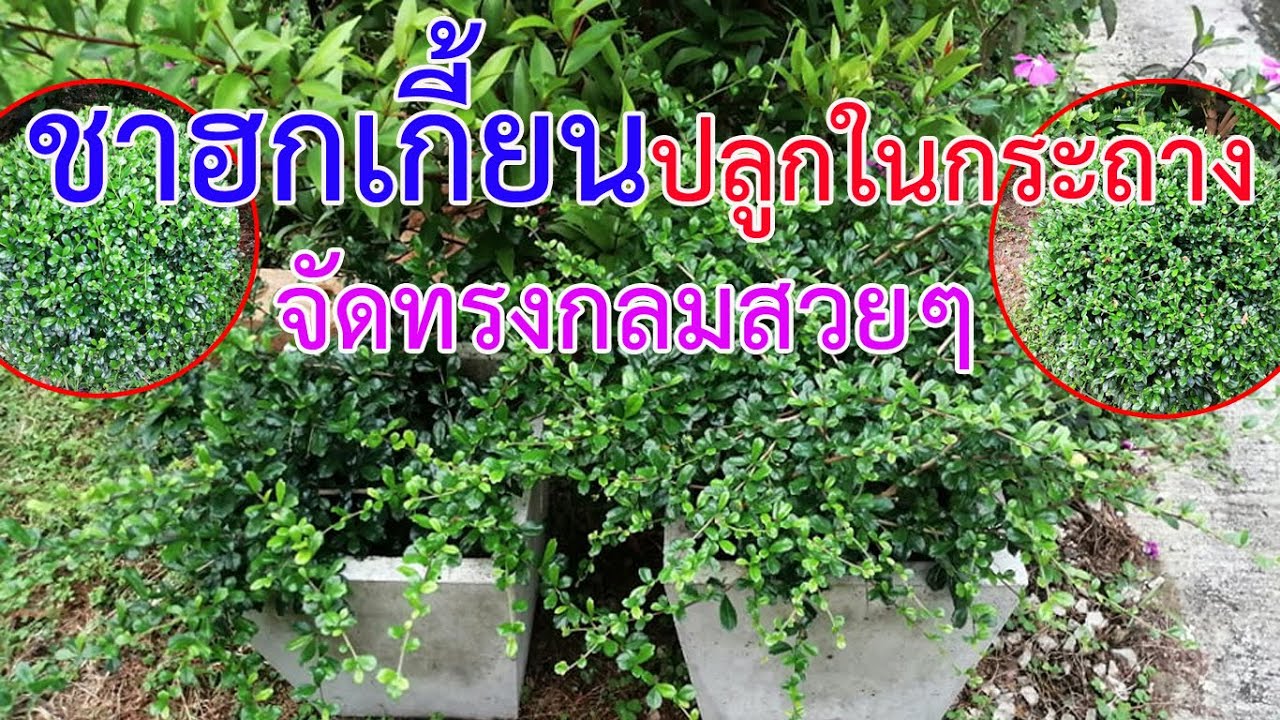 ชาฮกเกี้ยนปลูกในกระถาง จัดทรงกลมสวยๆ