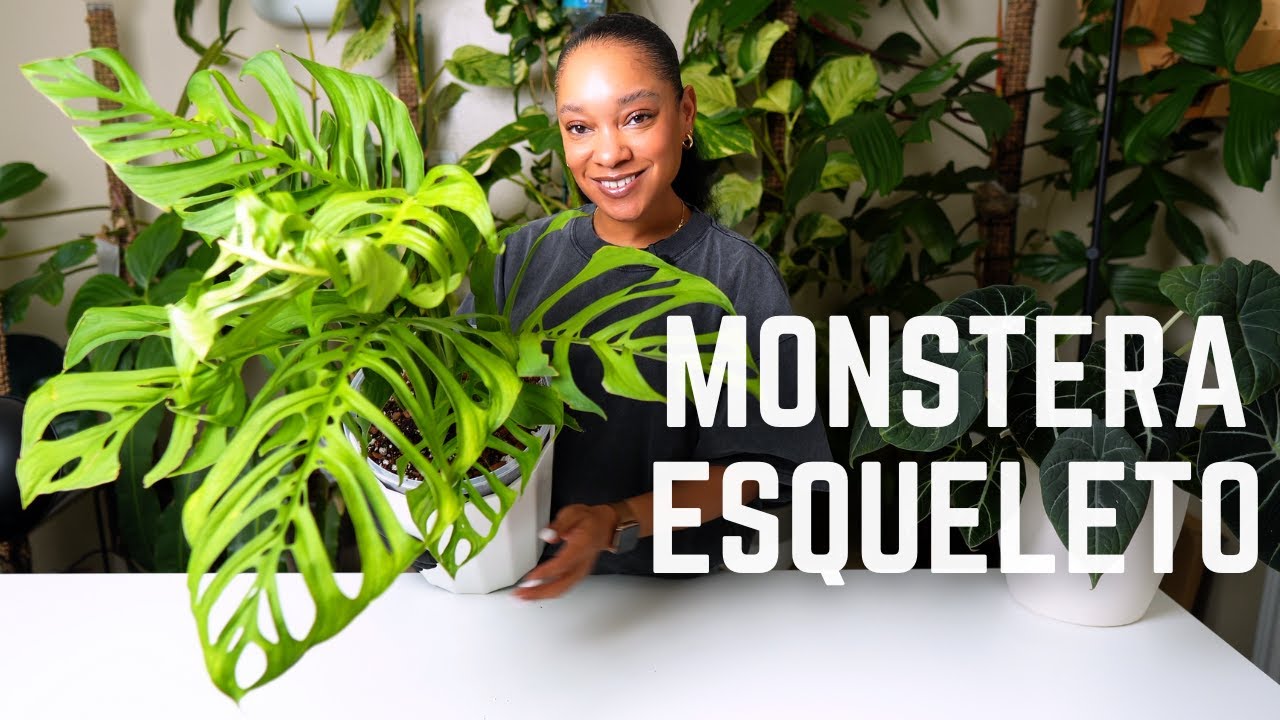 Monstera Esqueleto Unboxing & Repot | Plant Love