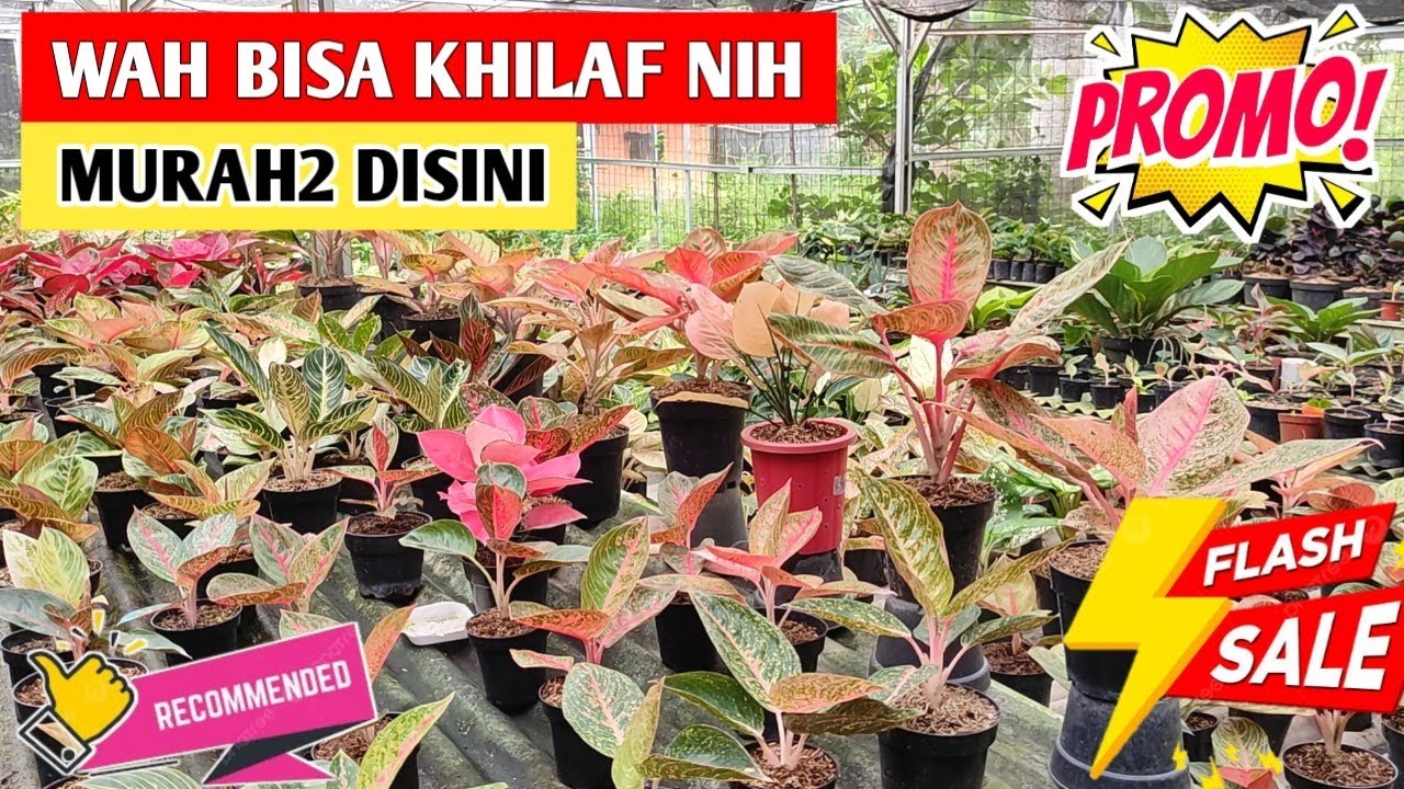 Awas Khilaf ‼️ Murah² Aglaonema disini, Beli Sebelum Kehabisan ~ 106