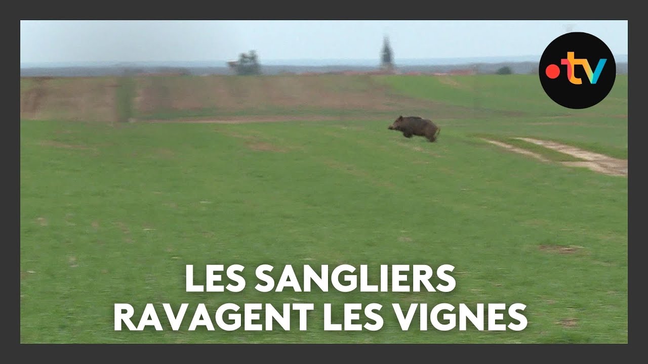 Les sangliers ravagent les vignes à quelques jours des vendanges