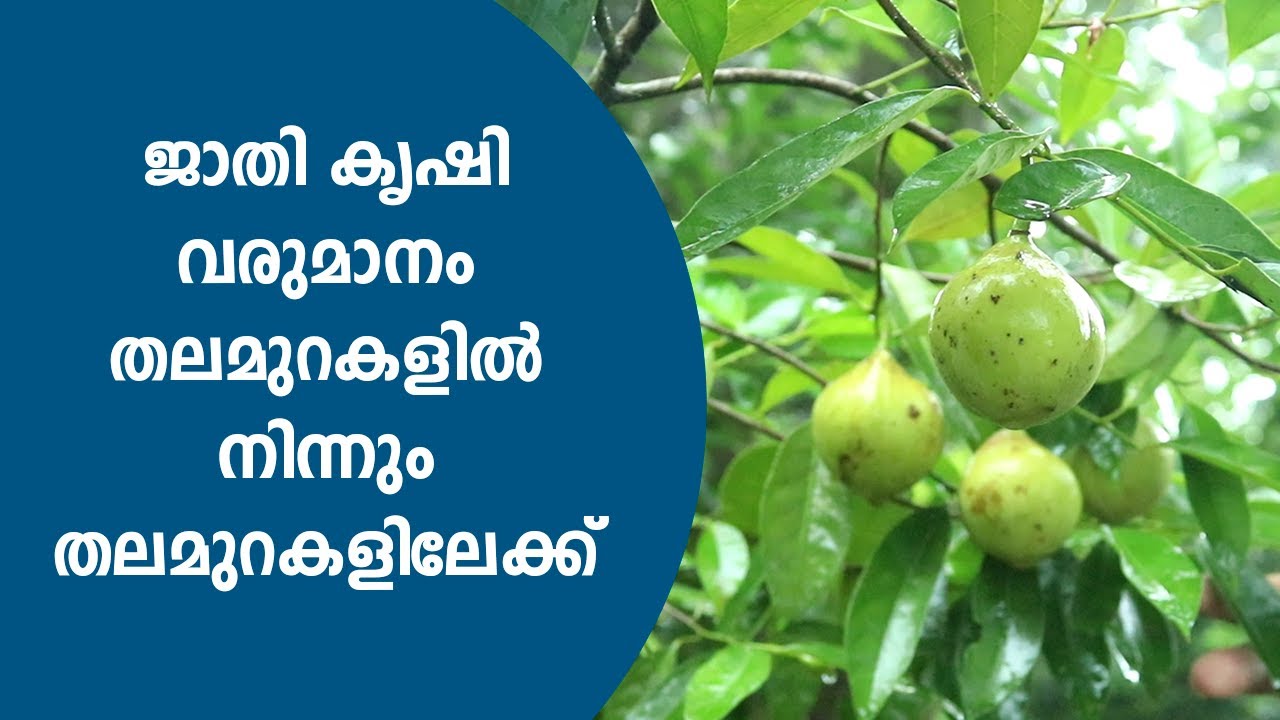 വർഷം മുഴുവനും കായിക്കുന്ന ജാതിമരങ്ങൾ - Jathi Krishi