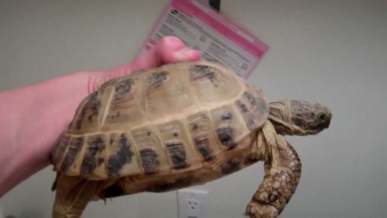 Soaking Russian Tortoises