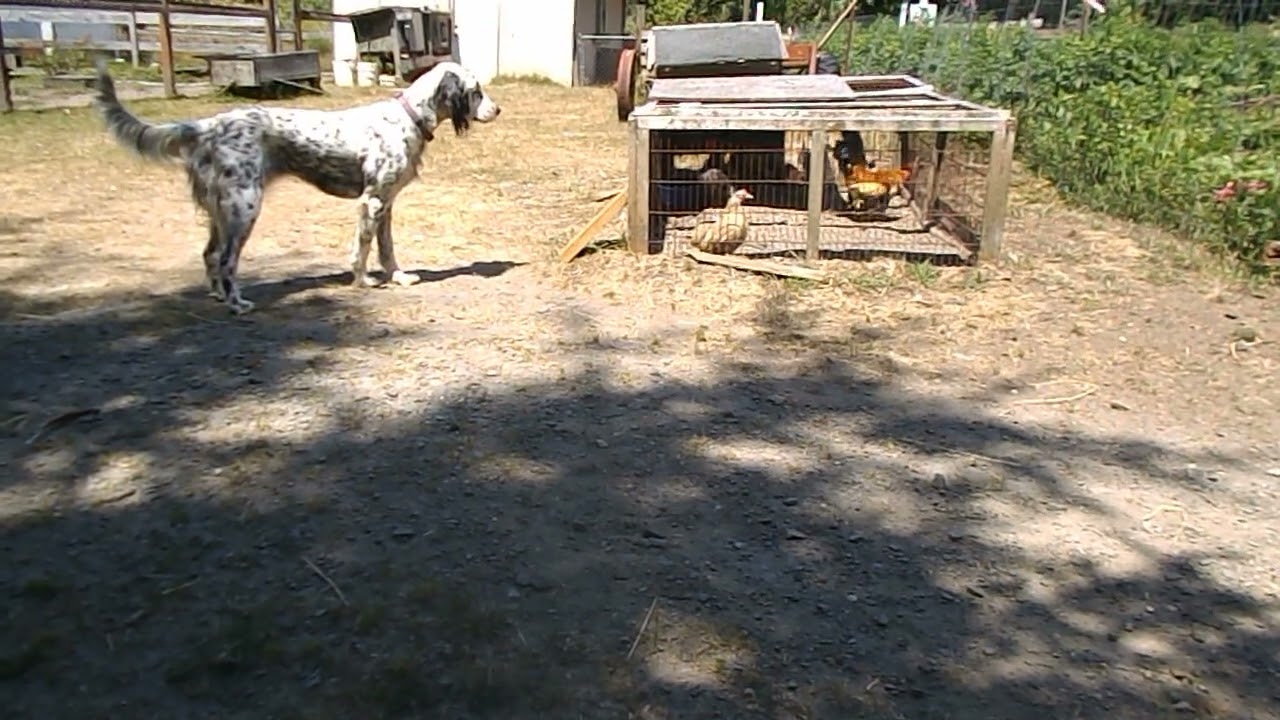 How Smart is a Farm Dog ? Our Dogs Notice Everything