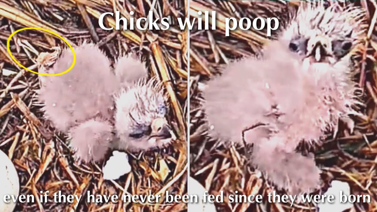 #12🦅🐥1°🥚(💔🥚)／Duke  Farms  Eagle Nest 2026／Duke Mom💗Duke Dad／by Duke  Farms