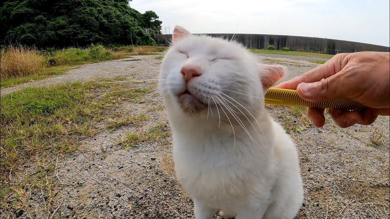 Вышла белая кошка, которая была в траве, поэтому я сделал наденаду с «Некоджасури».