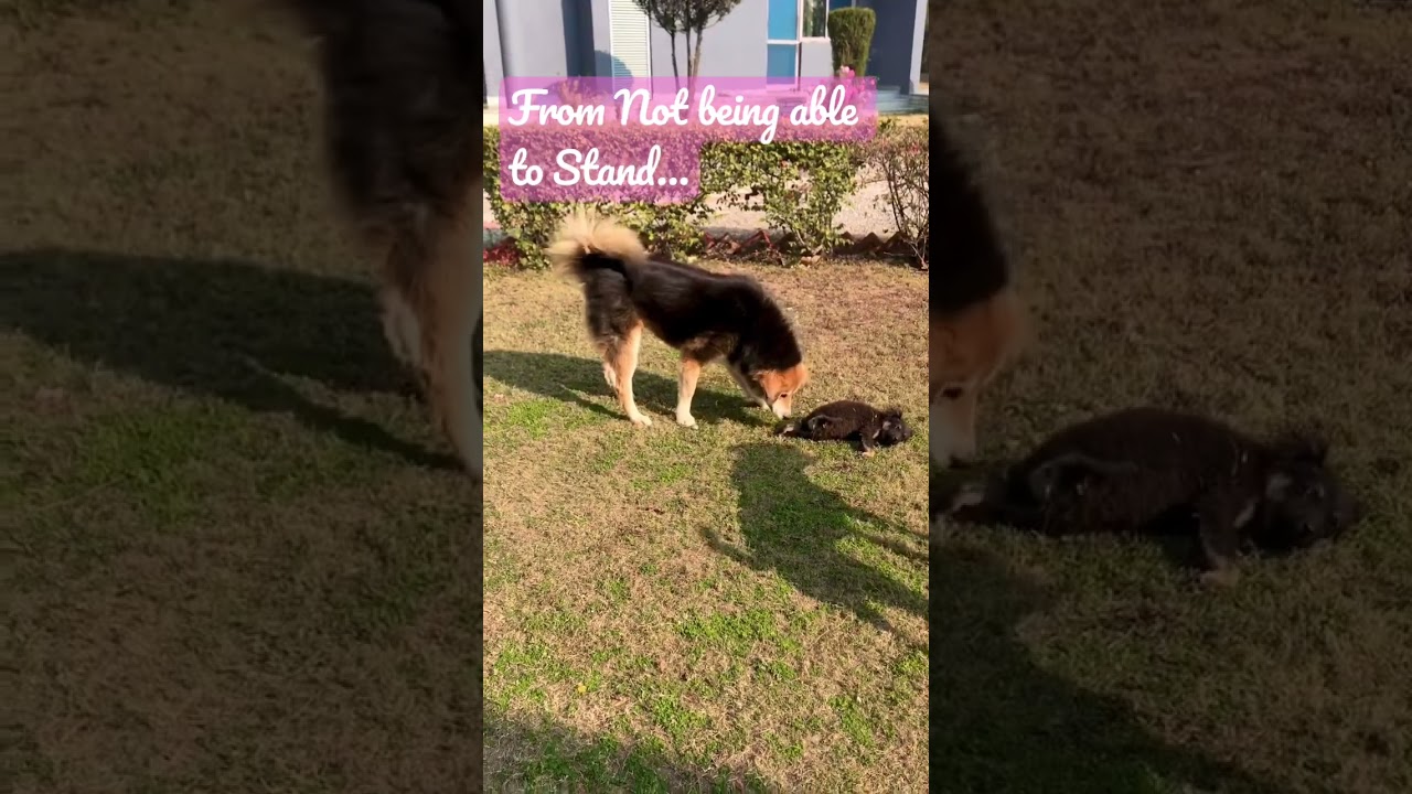 Disabled Dog’s Inspiring Journey 🥹 