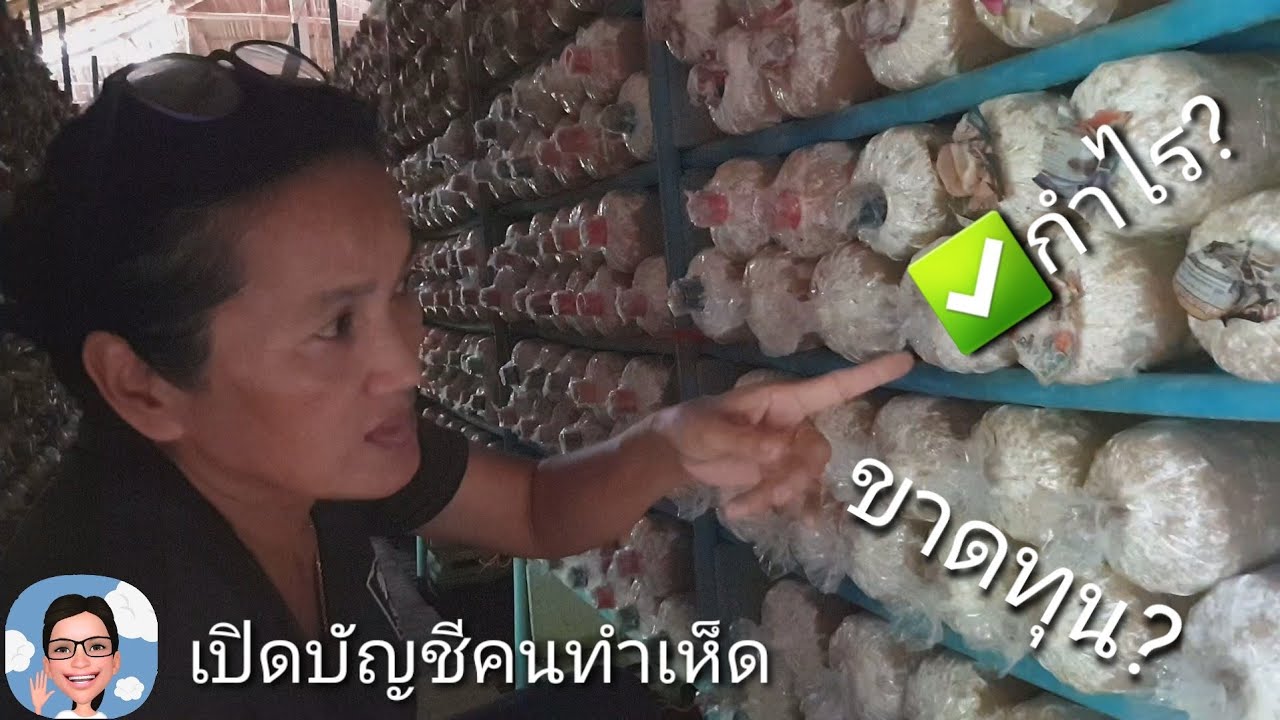 เห็ดนางฟ้า/ลงทุนเยอะมั้ยคืนทุนได้ในกี่วัน EP.2เปิดบัญชีคนทำเห็ด#ป้าตุ้ยยูทูป