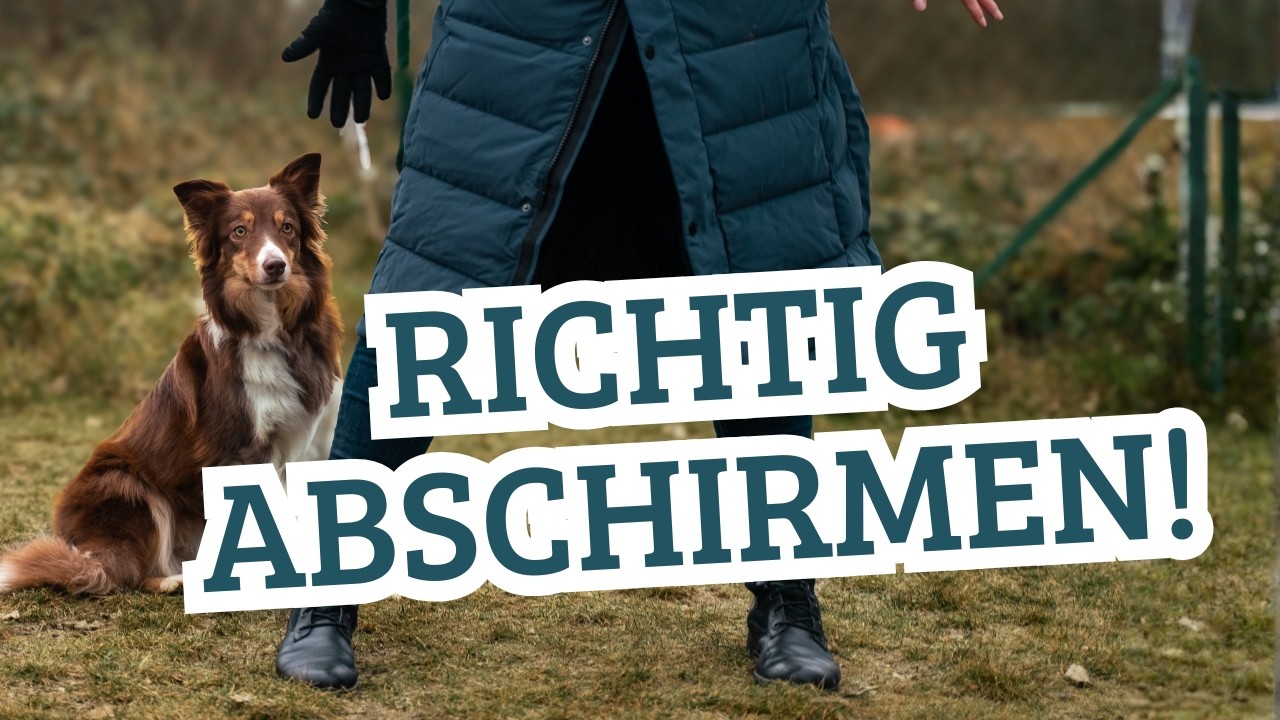 Unerwünschte Hundebegegnungen: So wirst du zur Heldin für deinen Hund!