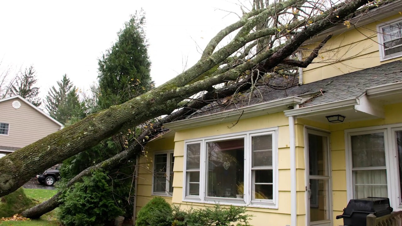 24/7 Emergency Tree Removal Service - Advanced Tree Care