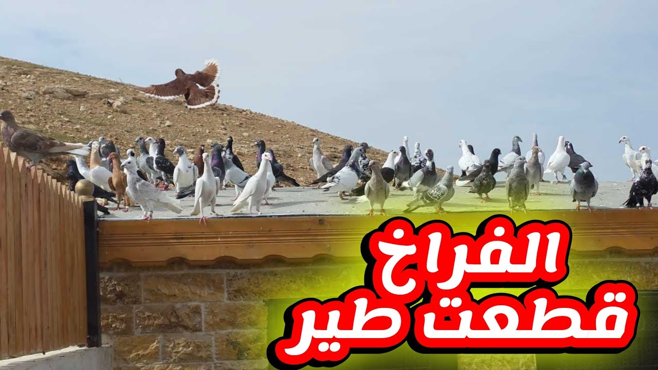 اول مرة الفراخ كلها بتسوق وخلطت قطعه وقطعناهم بطير لا يفوتك