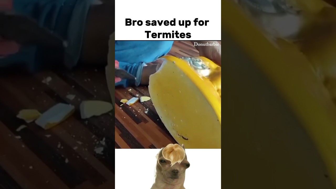 Termites ate his savings 🥲 #funny  #meme