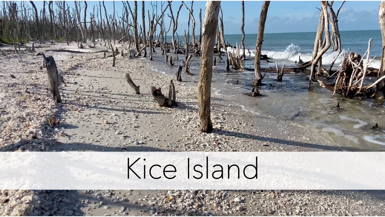 Finding Seashells on an Island. Kayaking to the 10K Islands for Beach Treasures!