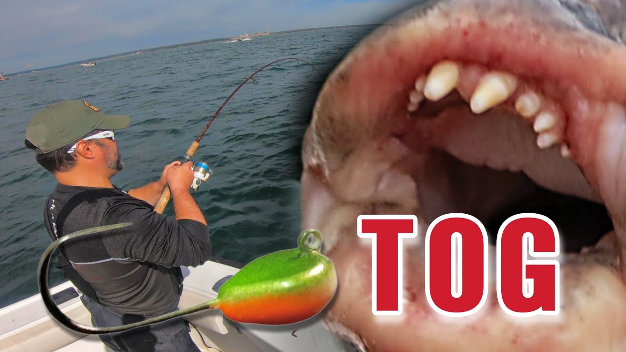 TOG Tautog Blackfish — день открытия 2022 года