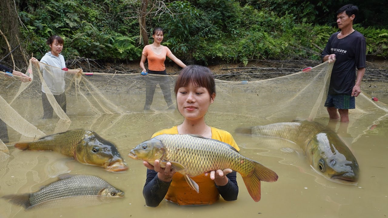 The girls harvested many fish using a 30m long net - Amazing fishing, Catch fish at pond to sell
