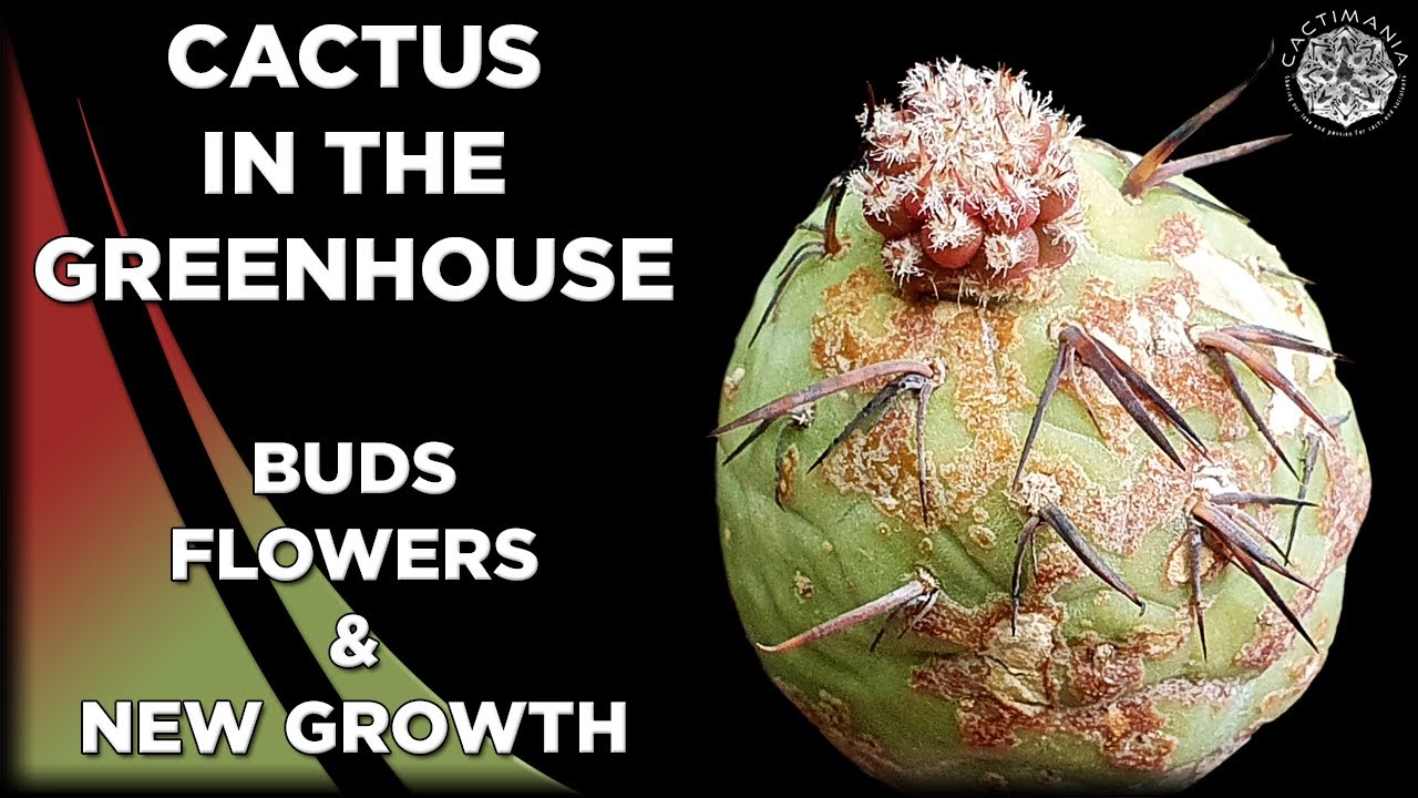 Midsummer Greenhouse Update | Buds, Flowers & New Growth | #Cactus & #Succulent Collection