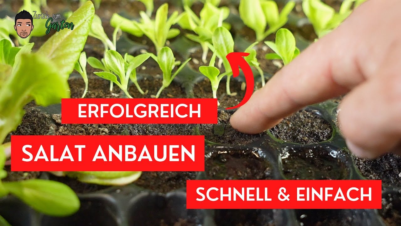 Salat vorziehen 🌱so wird es gemacht