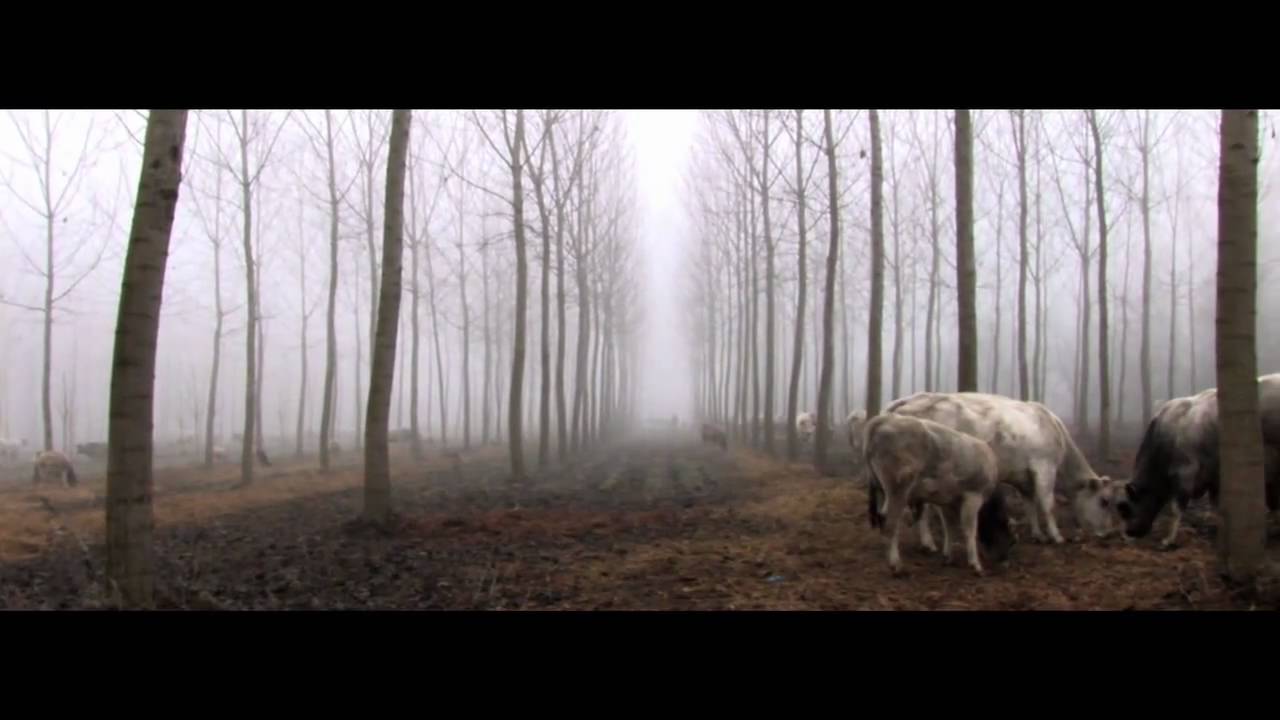 NEBBIA (videoarte, video art, videocreaci&oacute;n)