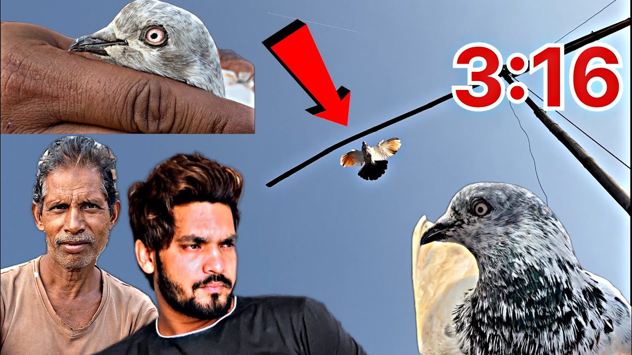 कबूतरों की उड़ान की वीडिओ || kabootar bazi || bazi wale kabootar || pigeon tournament