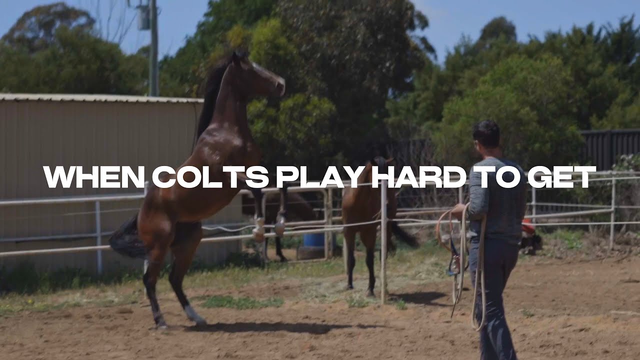 Horse tips: Catching a difficult horse