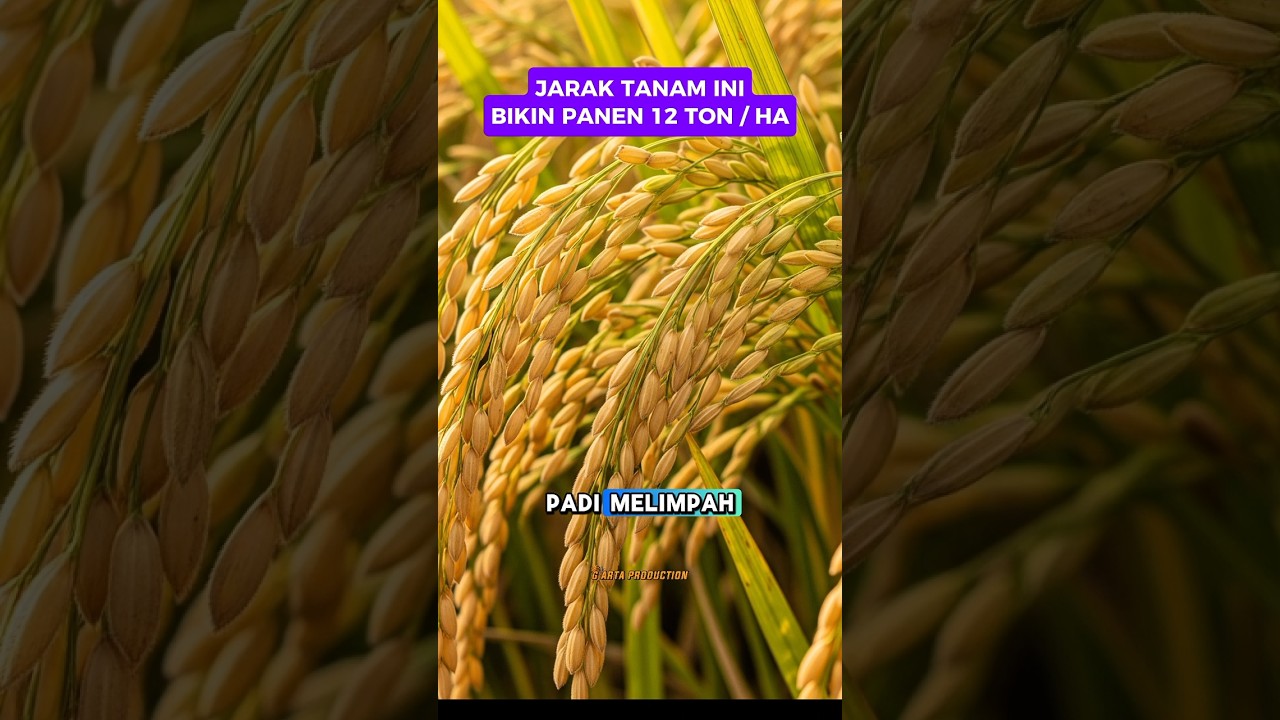 RAHASIA HASIL PANEN PADI 12 TON PER HEKTAR #shorts #paktanitv