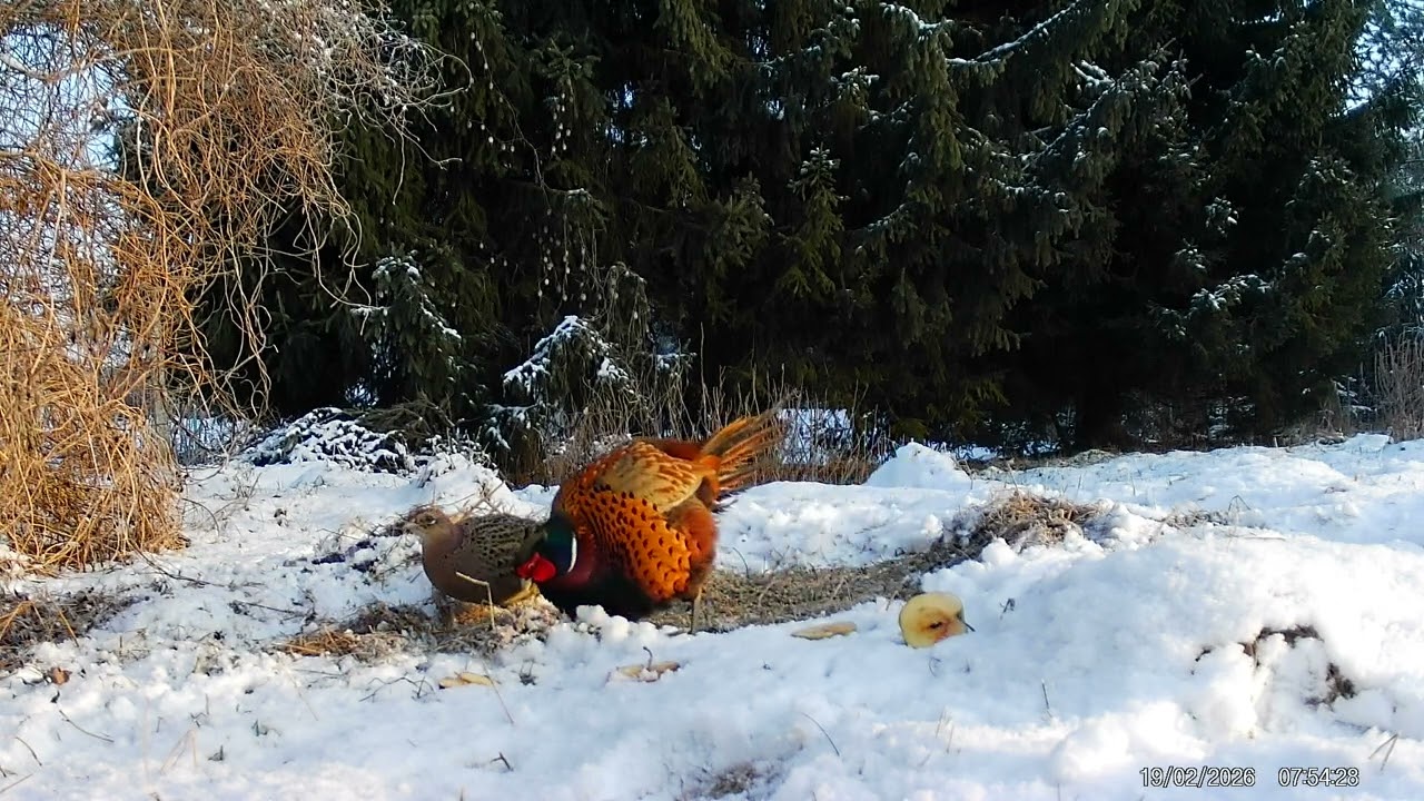 Zaloty bażanta koguta przed kurą