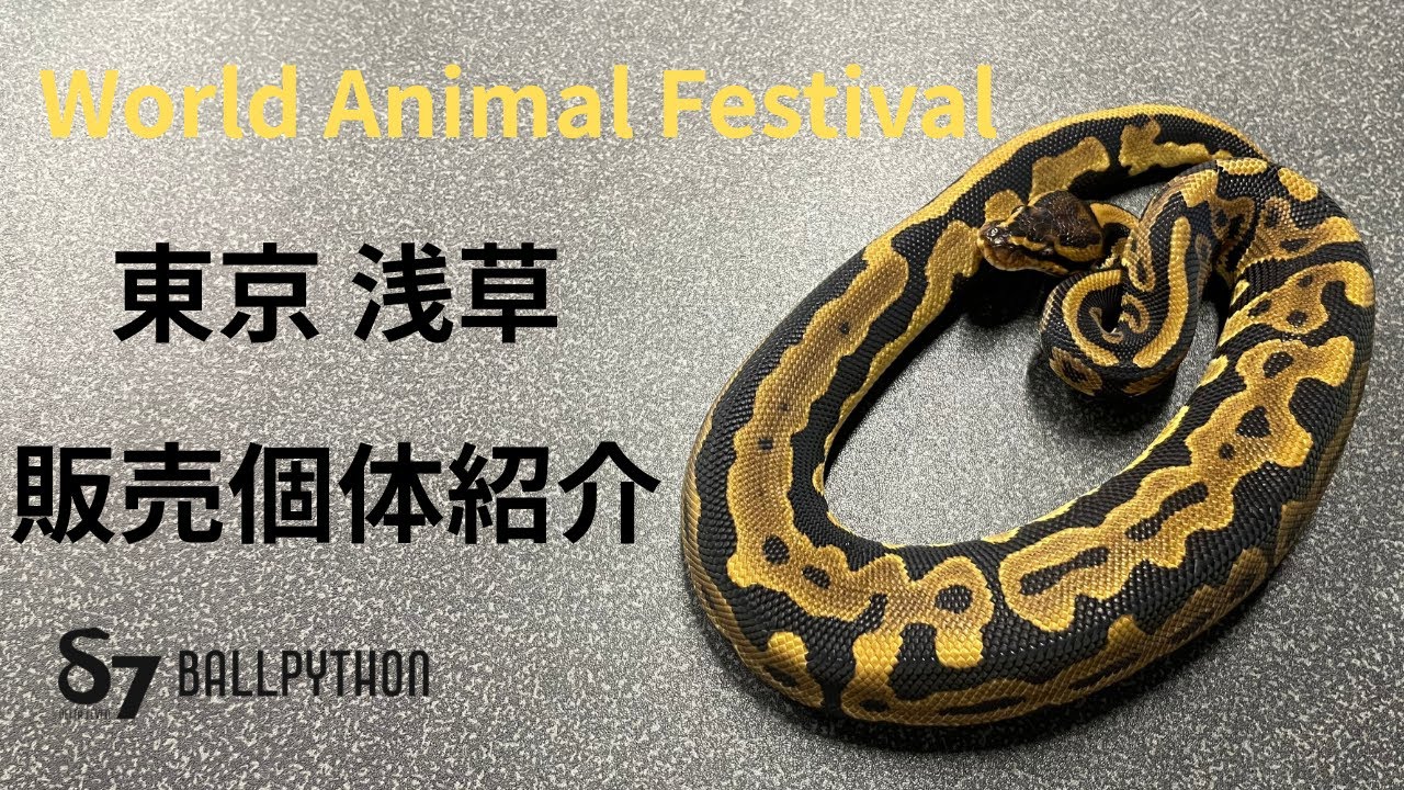 World Animal Festival 東京 販売個体紹介