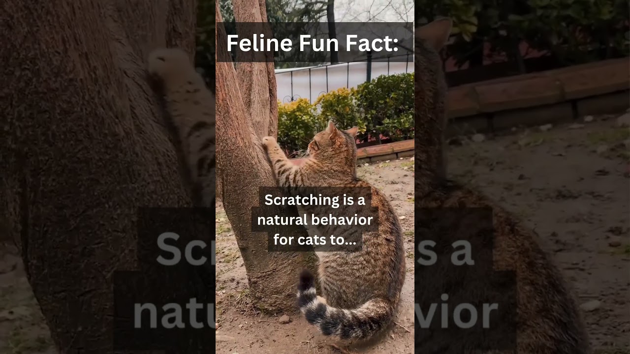 🐾✨ Why Do Cats Scratch Everything? #CatBehavior #FunFelineFacts #catfacts