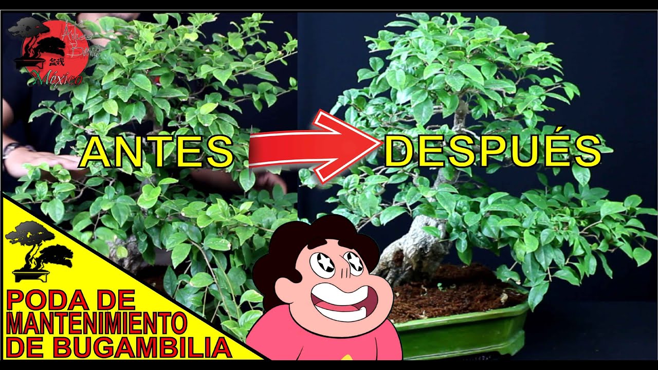 PODA de MANTENIMIENTO en BONSAI || ACTUALIZACIÓN de BUGAMBILIA