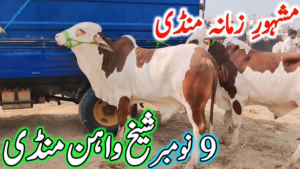 Sheikhwan Cow Mandi | Cholistani Brahman Nukre Bachre | Sheikh Wahan Cow Mandi 2025 | Qurbani 2026🔥