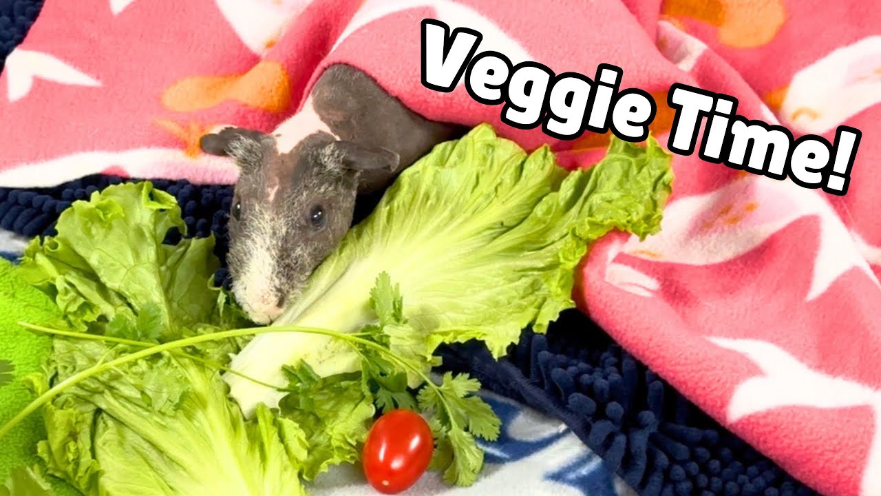 Cute Guinea Pigs Eating Veggies! 🐹🥬