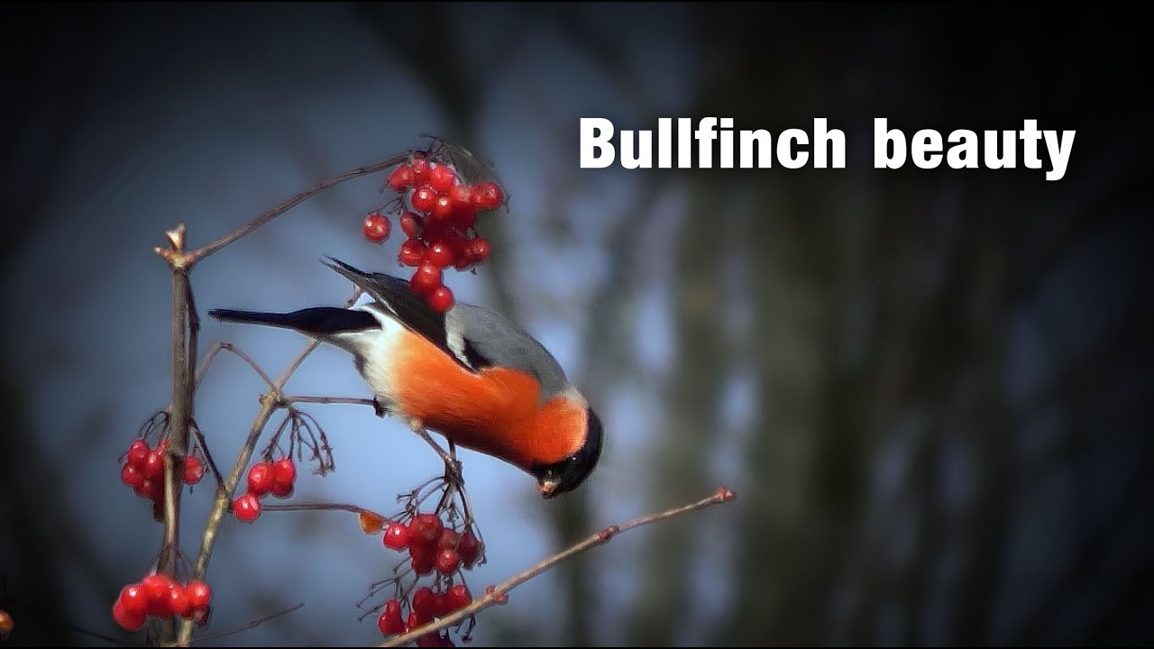 Bullfinch Beauty | Cinematic Winter Feeding Scene (Goudvink) 