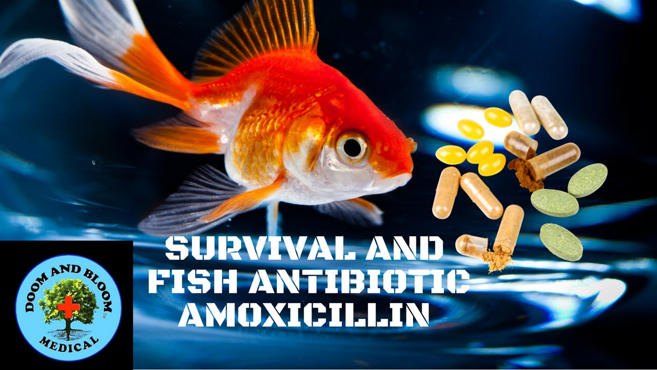 Survival and Fish Antibiotics Series: Amoxicillin