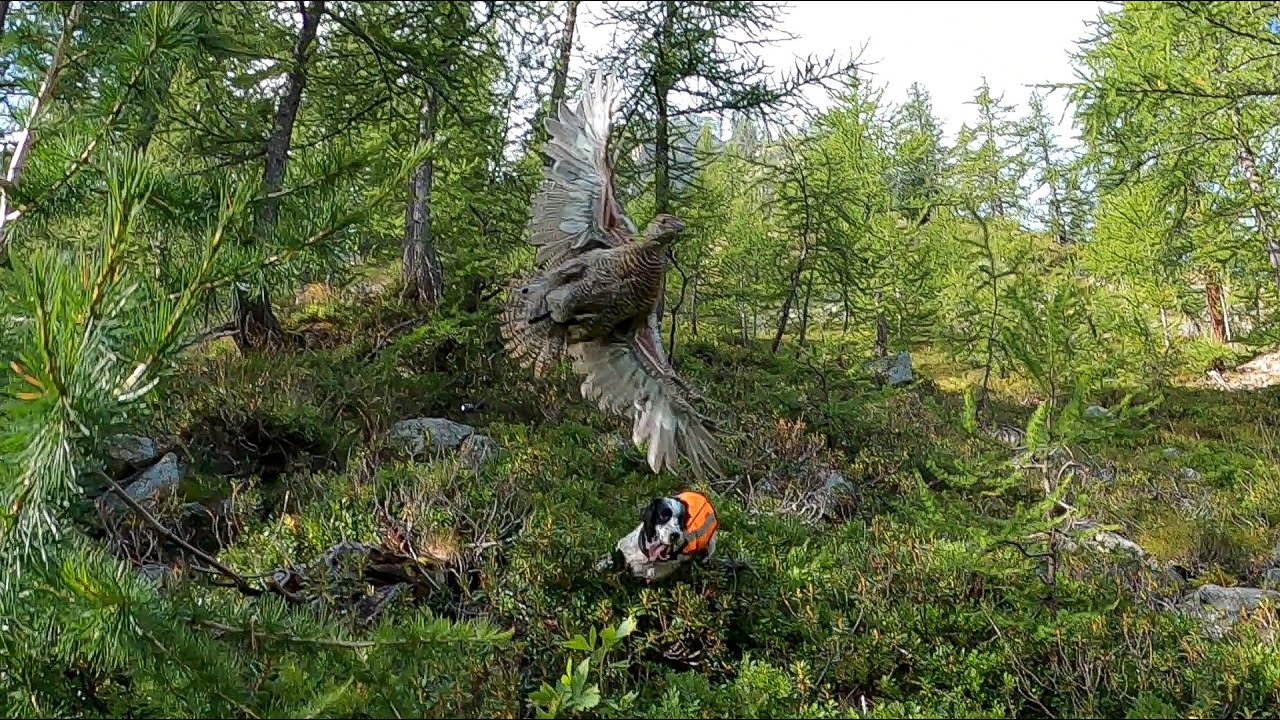 Galli forcelli e setter, incontri ravvicinati sulle Alpi marittime.