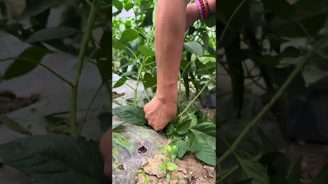 Chcesz uzyskać większe plony chili? Przycinanie i przycinanie to klucz! 🌶️🔥