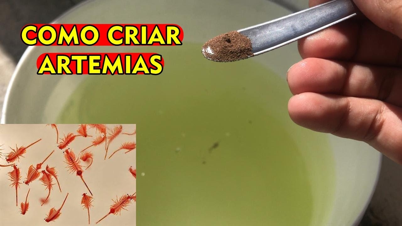 Como criar Artêmia Salina [Passo a Passo]